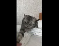 Grey cat hits plays with hand girl