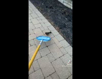 Guy catches bird in blue net 