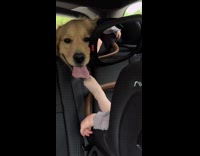 Baby puts foot dog tongue