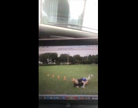 Girl practices soccer with orange cones and trips on grass