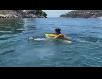 Dog jumps in water swims towards guy