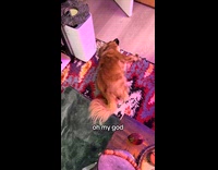 Dog wakes up dreaming