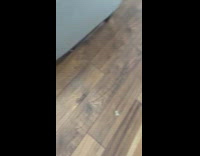 Black dog wears shoes walks inside house