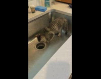 Grey brown kitten plays in kitchen sink