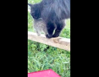 Kitten jumps from plank to trampoline