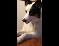 Dog stands watches grey hamster in cage 