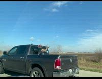 Dead deer with face mask pickup truck