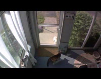 Collab DailyDoseOfInternet - Pet cat fights stray cat outside house door