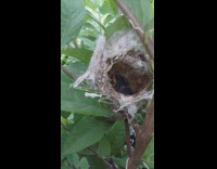 Black brown yellow bird feeds babies nest 