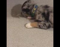 Grey and Black Puppy Plays with Ice on Linoleum Floor