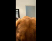 Golden retriever dog bites white blanket bed