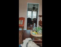 Black orange cat plays fetch grey scrunchie 