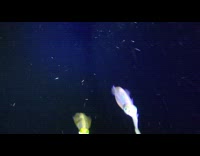 Fluorescent squid in deep sea dine with UV lights shining on it 