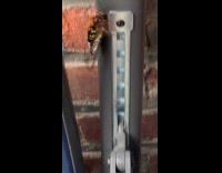 Hornet crawls on wall with cicada carcass