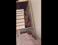 Cat hides behind the books on shelf