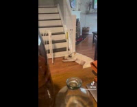 Collab Clips MPUGC - Dog sad wasnt getting attention from hoomans 