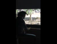 Dog inside house bark at dog outside