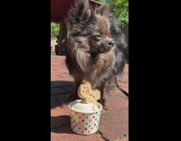 Small brown dog eats dessert gingerbread park 