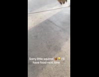 Guy scares squirrel with hand