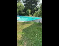 Guy finds deer swimming in backyard pool 