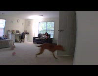 Collab PubityPets - Shih Tzu Chases after Dog and Leaves Room