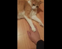 Pet cat puts its paws on top of filmers hand