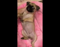 Pug lays on pink bed with legs out 