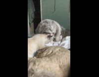 Dog moves after cat massages it 