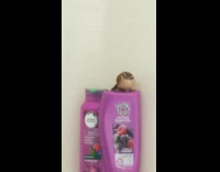 Small bird flies into girls bathroom, sits on top of her Herbal Essence shampoo, and stares at her