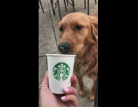 Golden retriever licks whipped cream Puppuccino from Starbucks cup