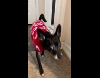 Song about the dog sibling random check 