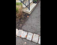 Dog with long stick struggle to climb stairs