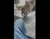 Dog spin around shake his rope toy