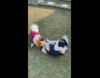 Two small dogs wearing sweaters play pt. 2
