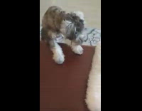 Dog tries to grab white feather duster 