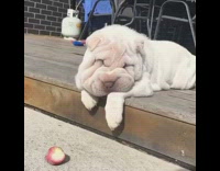 Fat white dog with rolls trying to eat strawberry