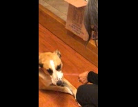 Dog chews ball of pink yarn