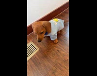 Collab Clips MPUGC - Man shows off puppy doing tricks 