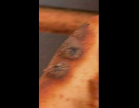 Wasp take some pulled pork on pizza