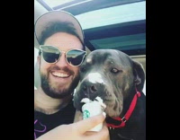 Grey dog puppuccino whipped cream starbucks car 