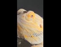 Filmer shows bearded dragon cool eyes color