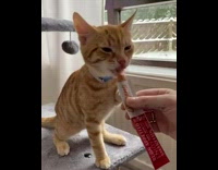 Orange kitten eats red tube treat