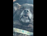 Collab BitchMP - Sleeping dog leaning on woman 