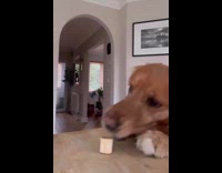Dog grabs food on table
