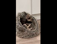 Dog bites and chews its own toes