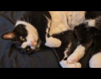 Cat lays on bed likes belly scratches