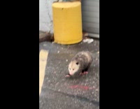 Opossum cross the road roams around city
