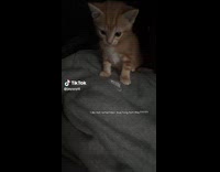 Orange kitten knows paw trick