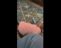 Grey puppy barks and jumps around food 