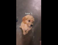 Brown puppy dog bites hand high five 